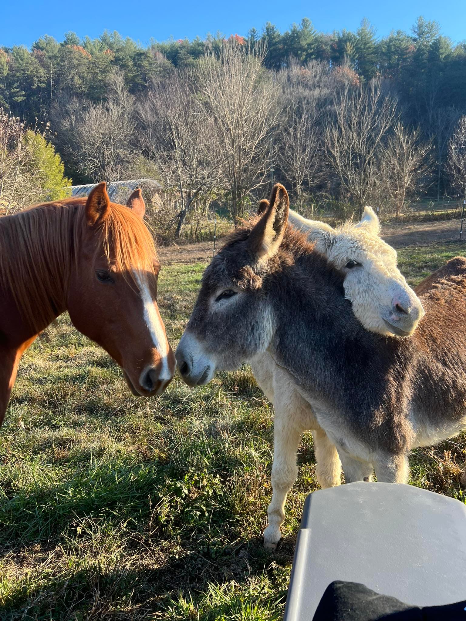 Horses and donkeys nuzzling in a pasture