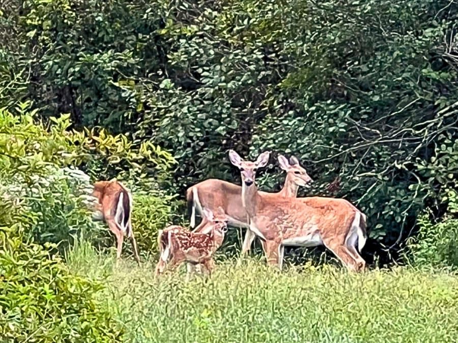 A doe and her fawn grazing at the wooded edge of the farm