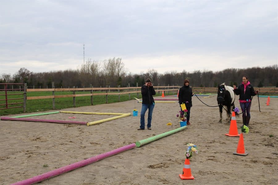 A horse led calmly through a ground-based activity with handlers